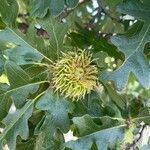 Quercus cerris flower picture by Chris S. (cc-by-sa)