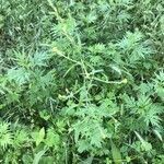 Sisymbrium officinale habit picture by Giovanni Vannacci (cc-by-sa)