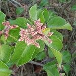 Rhus ovata flower picture by Liz Pucket (cc-by-sa)