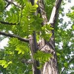 Pterocarya stenoptera habit picture by Dieter Albrecht (cc-by-sa)