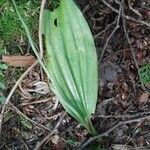 Cypripedium acaule leaf picture by Claudia lavigne (cc-by-sa)