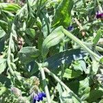 Anchusa officinalis leaf picture by Simon Gfeller (cc-by-sa)