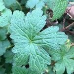 Geranium endressii leaf picture by Jeff B (cc-by-sa)