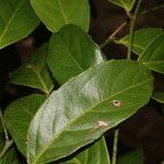 Lecointea amazonica leaf picture by Nelson Zamora Villalobos (cc-by-nc)