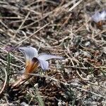 Romulea bulbocodium habit picture by Pedroso Rui (cc-by-sa)