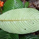 Notopleura polyphlebia leaf picture by SINAC Pérez Greivin (cc-by-sa)