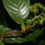 Tetracera volubilis leaf picture by Nelson Zamora Villalobos (cc-by-nc)