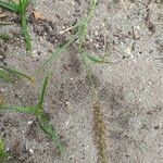 Cenchrus ciliaris habit picture by Maarten Vanhove (cc-by-sa)