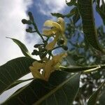 Tabernaemontana persicariifolia flower picture by Hugo SANTACREU (cc-by-sa)