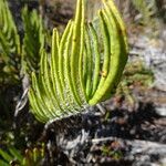 Blechnum loxense leaf picture by Fabien Anthelme (cc-by-sa)