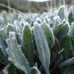 Senecio procumbens leaf picture by Fabien Anthelme (cc-by-sa)