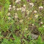 Erigeron acris habit picture by Sabrina von Martinez (cc-by-sa)