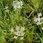 Daucus carota flower picture by Oskar Ruhl (cc-by-sa)