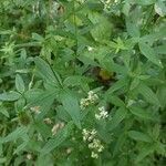 Galium rubioides leaf picture by Alexander Baransky (cc-by-sa)