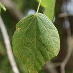 Dombeya elegans leaf picture by E. Mouysset (cc-by-sa)