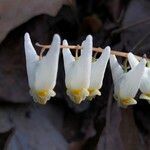 Dicentra cucullaria flower picture by Maarten Vanhove (cc-by-sa)