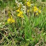 Narthecium ossifragum habit picture by Nicolas Lagarrigue (cc-by-sa)