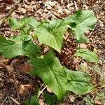 Arum cylindraceum habit picture by Follmann Lukas (cc-by-sa)