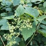 Humulus lupulus habit picture by Krzysztof Golucki (cc-by-sa)