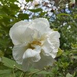 Hibiscus mutabilis flower picture by Josette Guilpain (cc-by-sa)