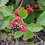 Rubus divaricatus fruit picture by Sabina Hartmann (cc-by-sa)