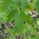 Ribes aureum leaf picture by Catalin Gruia (cc-by-sa)