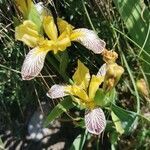 Iris variegata flower picture by Snježana Kocmanić-Paravac (cc-by-sa)