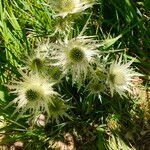 Eryngium spinalba flower picture by Jean Chatelus (cc-by-sa)