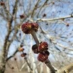 Ulmus pumila flower picture by William Coville (cc-by-sa)