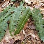 Polystichum acrostichoides habit picture by William Coville (cc-by-sa)