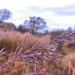 Festuca asplundii flower picture by Fabien Anthelme (cc-by-sa)