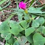 Oxalis purpurea flower picture by Peter Moree (cc-by-sa)