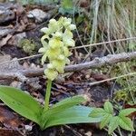 Orchis pallens habit picture by Yoan MARTIN (cc-by-sa)