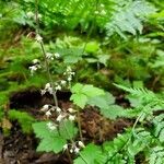 Tiarella trifoliata flower picture by Don Schuetze (cc-by-sa)