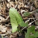 Viola sagittata leaf picture by amanda (cc-by-sa)