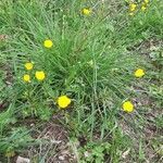 Ranunculus gramineus habit picture by Jean-François Baudin (cc-by-sa)