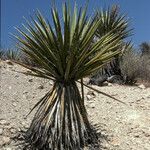 Yucca schidigera habit picture by Daniel Barthelemy (cc-by-nc)