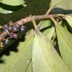 Myrsine pellucidopunctata fruit picture by Nelson Zamora Villalobos (cc-by-nc)