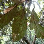 Sterculia pruriens leaf picture by Gabriel Ollivier (cc-by-sa)