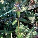 Stachys arvensis habit picture by laurent boniface (cc-by-sa)