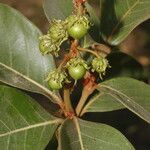 Byrsonima crassifolia fruit picture by Nelson Zamora Villalobos (cc-by-nc)