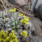 Draba nivicola flower picture by Fabien Anthelme (cc-by-sa)