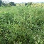 Indigofera arrecta habit picture by susan brown (cc-by-sa)