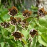 Bupleurum longifolium flower picture by huy HO (cc-by-sa)