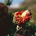 Arum creticum fruit picture by Helmut Schütz (cc-by-sa)