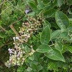 Vitex trifolia leaf picture by Planter King (cc-by-sa)