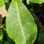 Manilkara mochisia leaf picture by susan brown (cc-by-sa)