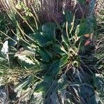 Plantago major flower picture by Nagel S (cc-by-sa)