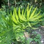 Polygonatum verticillatum leaf picture by Fabrizio Pedrazzini (cc-by-sa)