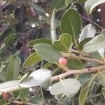 Ficus microcarpa fruit picture by AJ G (cc-by-sa)